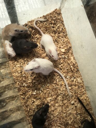 Крысы: Продам песчанок
Цена - 250 сом 
Живут уже - 2 месяца