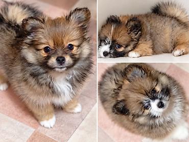 Продажа собак: Щенки-полупомеранцы ищут дом! 🐶❤️ Продаются очаровательные щенки! ❤️🐶 — 7