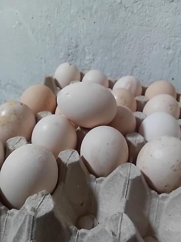 Продукты питания: Яйца домашние инкубационные крупные от несушки . Бесплатная — 2