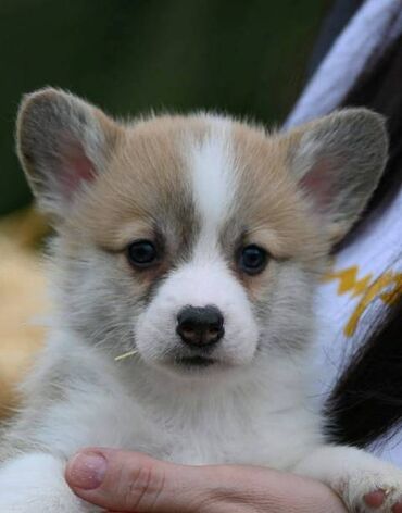 Psi: Velški korgi Welsh Corgi Pembroke Odgajivačnica Royal Ramonda FCI — 6