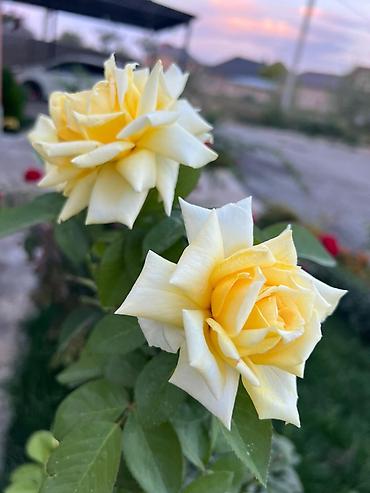 Роза: Саженцы — 17