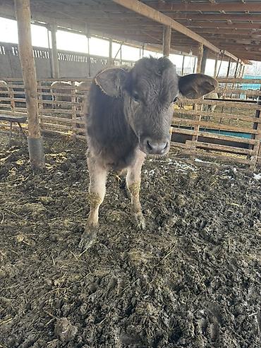 Коровы, быки: Продаю | Музоо, торпок | Швицкая | На откорм — 6