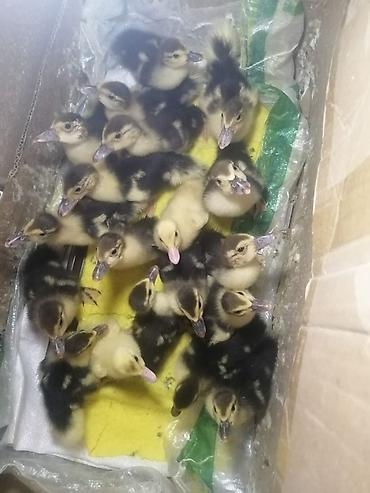 heyvanlar quşlar: 9 Boyuk Heyvan 20 eded Bir Ayliq Bala Analari ile Sap saglam Baxanda — 3