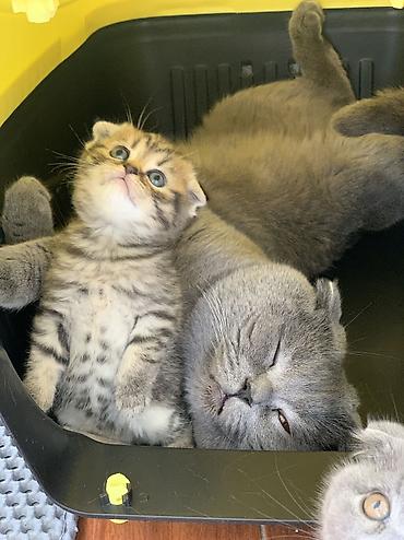 Кошки: Шотландская, Самка, Самец, Самовывоз — 6