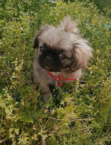 İtlər: Pekines, 3 ay, Dişi, Peyvəndli, Ödənişli çatdırılma