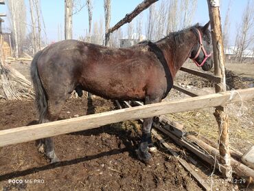 бышты сатылат: Продаю | Конь (самец) | Рабочий