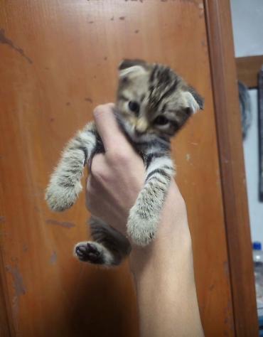манчкин котята купить: Шотландские вислоухие котята (Scottish Fold) - Окрас: серебристый — 4