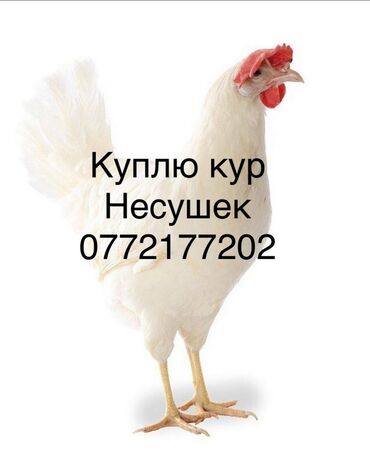 Птицы: Куплю куры несушки оптом в большом количестве at lalafo.kg Птицы: Куплю куры несушки оптом в большом количестве