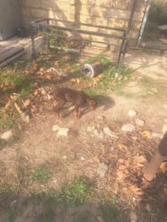 doberman satış: Doberman, Peyvəndli