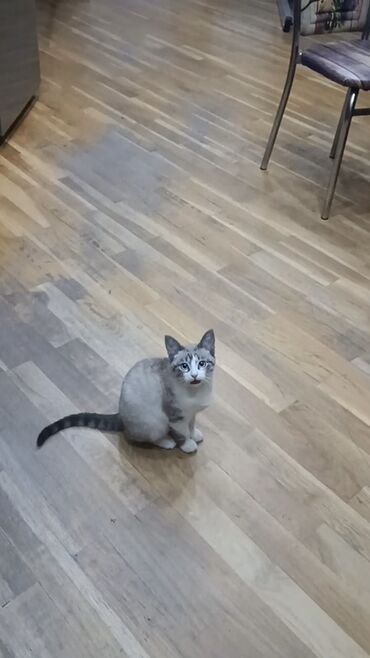 отдам котят в хорошие руки: В добрые руки