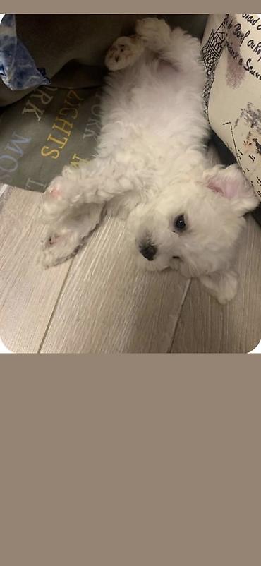 İtlər: Pudel, 2 ay, Erkek, Ödənişli çatdırılma -da lalafo.az — 8 İtlər: Pudel, 2 ay, Erkek, Ödənişli çatdırılma — 8