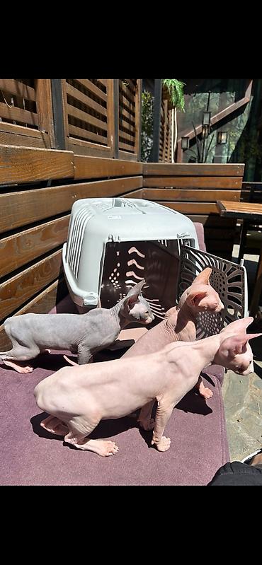 male mace: Preostala su još dva prelepa mužjaka Sphynx mačića stara 3,5 meseca — 6