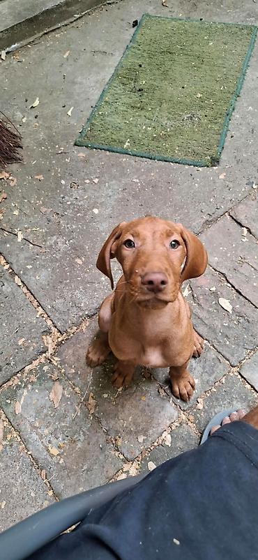 doberman cena: Na prodaju prelepi štenci mađarske vižle. Rodjeni 02.06.2026 — 5