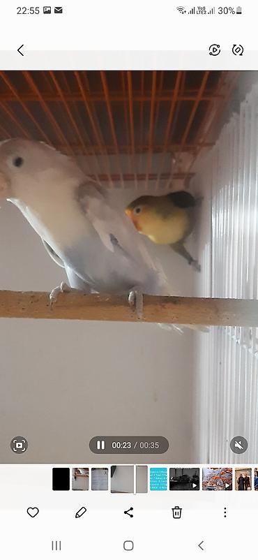 sevgi qusu: Məhsul: Sevgi quşları (Lovebird cütü) Təsvir: - Şəkillərdə iki sevgi — 1