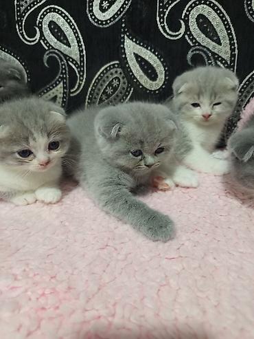 tap.az pişiklər: Şotland, Erkək, Dişi, Yaxşı əllərə, Ünvandan götürmə — 4