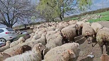 Qoyunlar, qoçlar: Satış: Qoyun sürüsü 0509813022 - Növ: Qoyun (ana qoyunlar üstünlük — 1