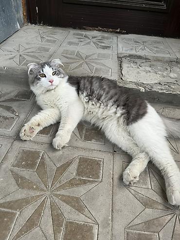 коты в хорошие руки: Шотландская — 2