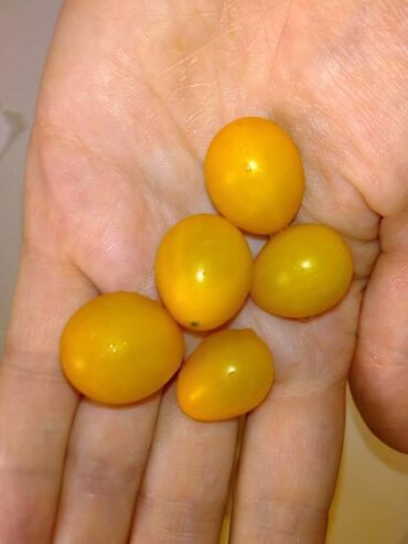 Semena i sadnice: Seme paradajza! Crveni jabučar Žuti jabučar Narandžasti jabučar — 10