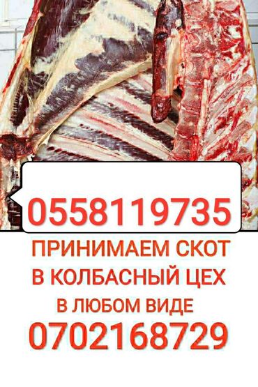 Животные - Кант: Принимаем скот в КОЛБАСНЫЙ ЦЕХВ ЛЮБОМ ВИДЕЗвоните в любое время года и