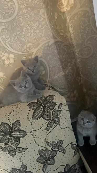 британская кошка купить: Британские короткошёрстные котята цвета блю (серо-голубой). - Помёт — 2