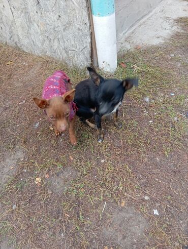 охотничий собака: Миниатюрные собаки декоративной породы (типаж той-терьер/чихуахуа). -