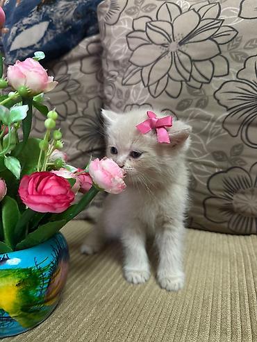 Pişiklər: Britan — 4