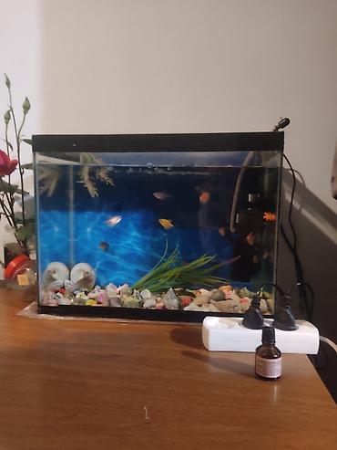 Akvariumlar: Dördbucaq akvarium, Balıqlarla birlikdə, 45 l — 1
