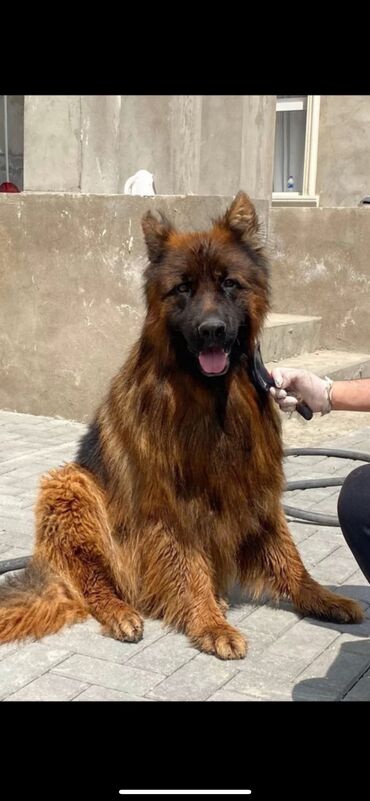 İtlər: Alman çoban iti, 3 ay, Erkek, Peyvəndli — 5