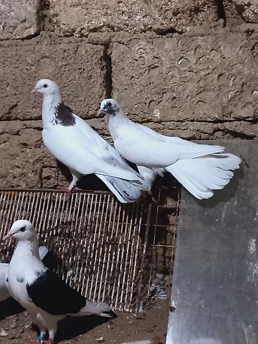 Göyərçinlər: Salam 6 dene secme quşlardi hamsi saglam bala veren heyvandi ucuşlarda — 4
