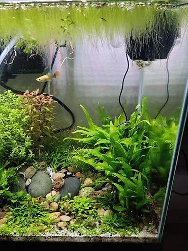 xani baliq: Dördbucaq akvarium, Balıqlarla birlikdə, 50 l, Ödənişli çatdırılma — 1