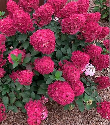 Другие садовые цветы и кустарники: В наличии метельчатые и крупно листовые гортензиии .все сорта есть at lalafo.kg — 2 Другие садовые цветы и кустарники: В наличии метельчатые и крупно листовые гортензиии .все сорта есть — 2