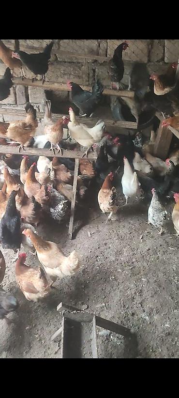 cuce ve xoruz temsili: Tam təbii Kənd toyuqlari 11 aylıqdir Yumurtuyilllar Təsvir: - Həyət — 2