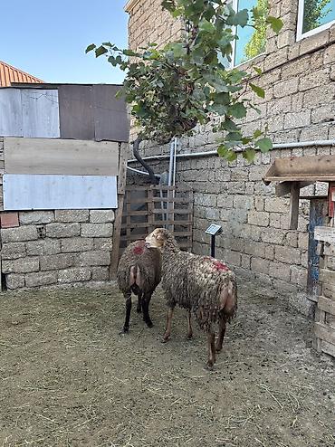arpanın qiyməti: Quzu, Erkək, ay: 8, 34 kq, Ətlik, Ünvandan götürmə — 1