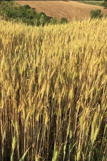 Torpaq sahələrinin satışı: Kənd təsərrüfatı -da lalafo.az — 6 Torpaq sahələrinin satışı: Kənd təsərrüfatı — 6