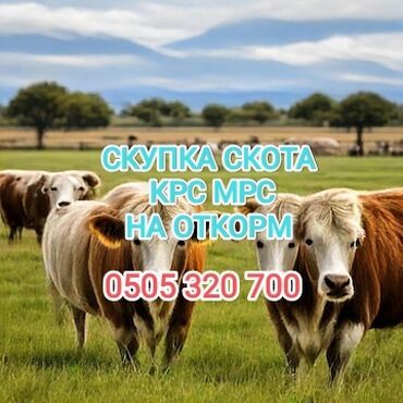 живые куры: Куплю | Коровы, быки, Лошади, кони | На откорм, Откормленные, Бесплатная доставка