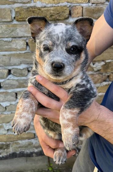 Psi: Na prodaju štenci (MUŽJAK I ŽENKA) Australijskog Govedara, jedne od na lalafo.rs — 10 Psi: Na prodaju štenci (MUŽJAK I ŽENKA) Australijskog Govedara, jedne od — 10