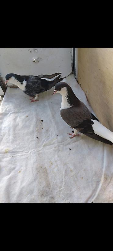 at satisi qiymetleri: 12 eded delfin 5 eded dekarativ cemi 17 eded cut cut 30 manat topasn — 7
