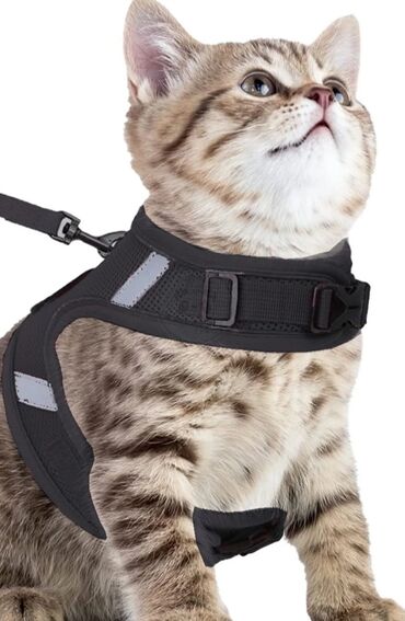 Pişiklər: Erkək, Dişi -da lalafo.az — 19 Pişiklər: Erkək, Dişi — 19