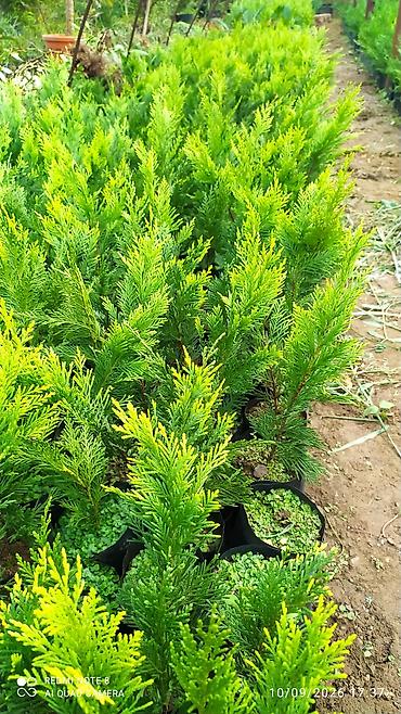 sokoladli gul buketi: Thuja (qızılı şam) şitilləri – qara polietilen torbalarda köklənmiş — 4