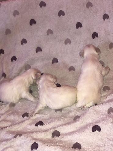 kotilica za svinje: Na prodaju stenadi rodjeni 17.09. cistokrvni maltezeri dve devojcice — 5