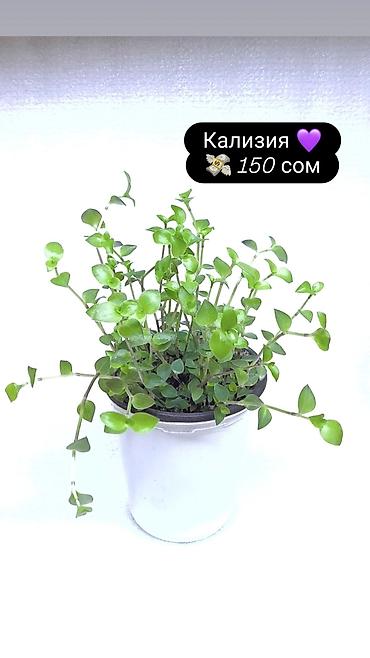 Хлорофитумы: Продаю комнатные растения, цветы . Пассифлора кализия розовая пантера — 8