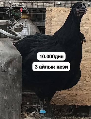 Птицы: Джерсийский гигант жумурткага жана жөжөлөргө заказ алабыз — 3