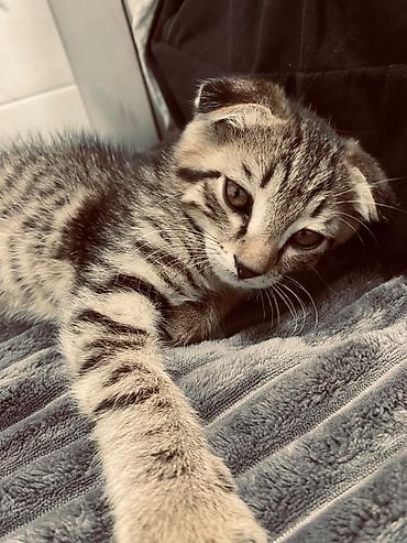шотландские котики: Котёнок с вислоухими ушками, тигровый табби окраса. Компактный, с — 2