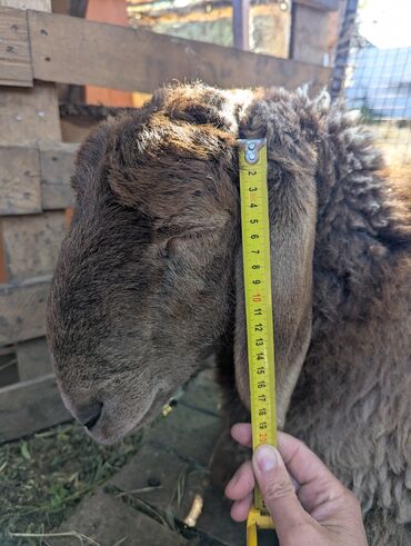 Бараны, овцы: Продаю | Овца (самка) | Арашан | Для разведения | Племенные — 20
