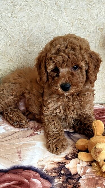 toy poodle qiyməti: Pudel, 2 ay, Erkek