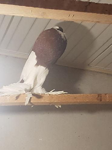 Pişiklər: Pişiklər -da lalafo.az — 6 Pişiklər: Pişiklər — 6