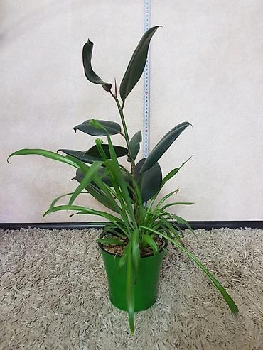 Монстеры: Продаются комнатные растения. Выращенные в домашних условиях и — 13