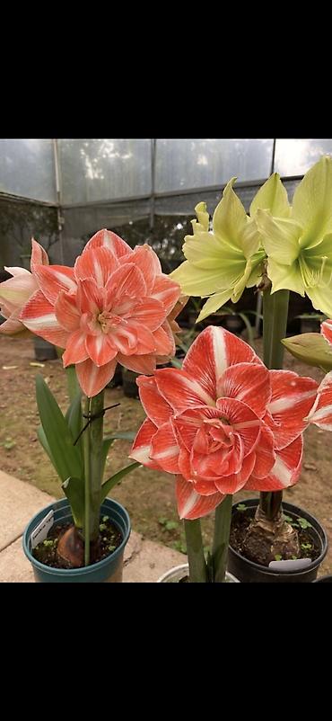 Digər bitkilər: Hippeastrum (Amarillis) soğanlı dekorativ çiçəklər – bir neçə rəng və — 1