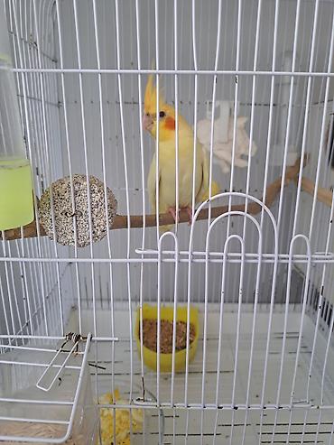 danişan quş: Qirmizigoz lutino balasi temiz qandi, rucnoydu,erkeydi,oz qusumun — 10