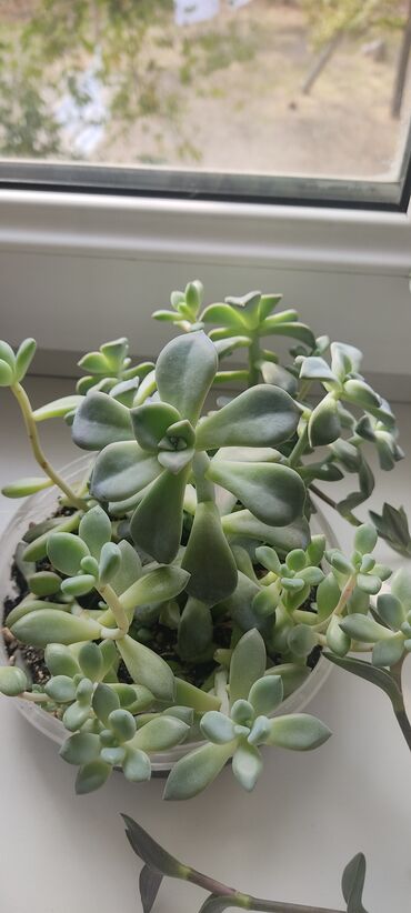 кактус игрушка повторюшка бишкек: Суккуленты